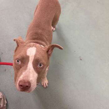 Keri -  Mixed Breed Dog for Adoption in Memphis, Tennessee - Keri | PetCurious
