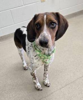 Scarlett -  Beagle Dog for Adoption in Bucyrus, Ohio - Scarlett | PetCurious