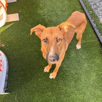 Mixed Breed Dogs Available for Adoption in Brockton, Massachusetts - Denny | PetCurious