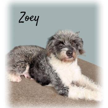 Poodle Dogs Available for Adoption in Tulsa, Oklahoma - Zoey | PetCurious
