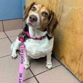Beagle Dogs Available for Adoption in Miami, Florida - Chloe | PetCurious