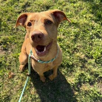 Sweetie -  Vizsla Dog for Adoption in Mesquite, Texas - Sweetie | PetCurious