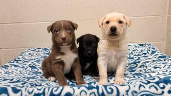 George Straight -  Labrador Retriever Dog for Adoption in Collierville, Tennessee - George Straight | PetCurious