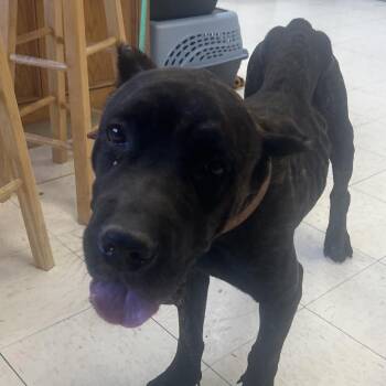 Cane Corso Dogs Available for Adoption - Amanda | PetCurious
