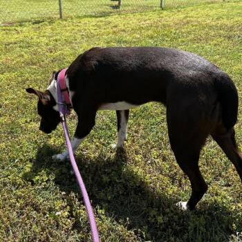 Terrier Dogs Available for Adoption in Greenville, South Carolina - Beanie | PetCurious