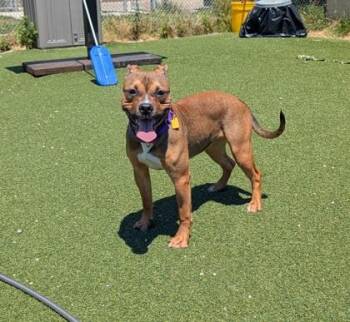Squirrel -  Pit Bull Terrier Dog for Adoption in Cleveland, Ohio - Squirrel | PetCurious