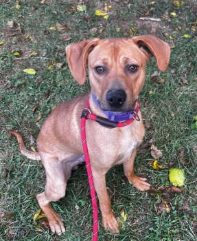 Rescue Coonhound and Beagle Dogs for Adoption in Hillsdale, Indiana - Mason | PetCurious