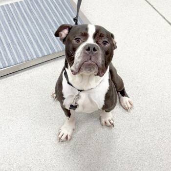Meatlug -  Mixed Breed Dog for Adoption in Franklin, Tennessee - Meatlug | PetCurious