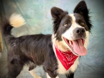 Max -  Border Collie Dog for Adoption in Salinas, California - Max | PetCurious