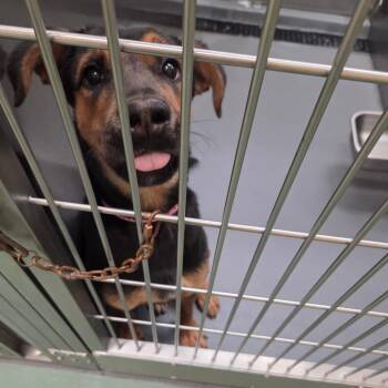 Mixed Breed Dogs Available for Adoption in Bartlett, Tennessee - Caledonia | PetCurious