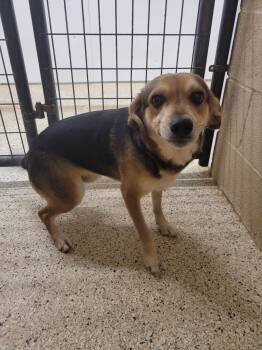 Beagle and Mixed Breed Dogs Available for Adoption in Frankfort, Kentucky - Frankie 5761 D | PetCurious