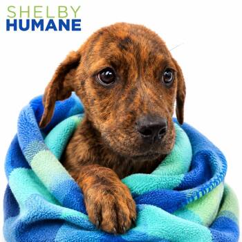 Monica -  Mixed Breed Dog for Adoption in Columbiana, Alabama - Monica | PetCurious