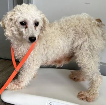 Poodle Dogs Available for Adoption - Pearl | PetCurious