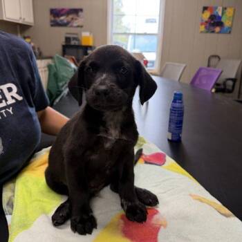 Yaz -  Mixed Breed Dog for Adoption in Bellmawr, New Jersey - Yaz | PetCurious