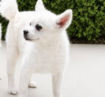 Bear -  Pomeranian Dog for Adoption in Torrance, California - Bear | PetCurious