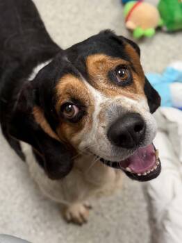 Sleepy -  Basset Hound and Beagle Dog for Adoption in Valparaiso, Indiana - Sleepy | PetCurious
