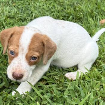 Toni -  Feist Dog for Adoption in Heber Springs, Arkansas - Toni | PetCurious