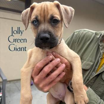 Jolly Green Giant -  Pit Bull Terrier and Labrador Retriever Dog for Adoption in Parkersburg, West Virginia - Jolly Green Giant | PetCurious