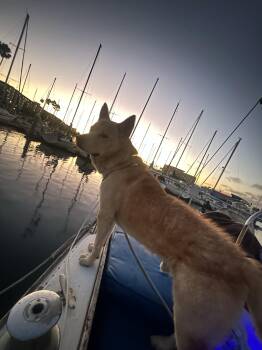 Rescue Chow Chow and Husky Dogs for Adoption in West Hollywood, California - Leonardo DiCaprio | PetCurious