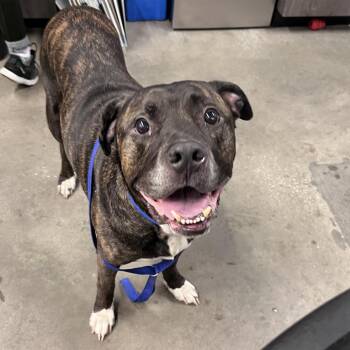 Ali -  Mastiff and Mixed Breed Dog for Adoption in Tampa, Florida - Ali | PetCurious