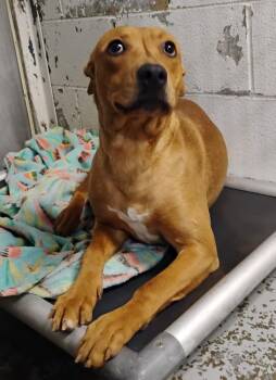 Pit Bull Terrier Dogs Available for Adoption - Lily # 19 | PetCurious