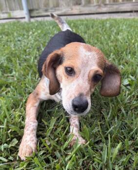 Savannah II -  Beagle Dog for Adoption in Dunnellon, Florida - Savannah II | PetCurious
