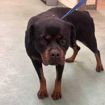 Mixed Breed Dogs Available for Adoption - Chloe | PetCurious