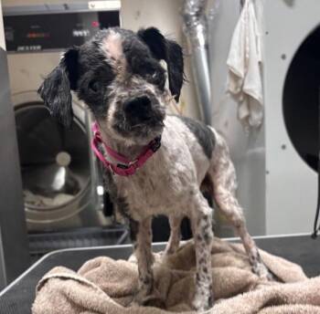 Curtis -  Shih Tzu Dog for Adoption in Vancouver, Washington - Curtis | PetCurious