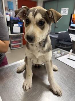JANE -  Husky and German Shepherd Dog Dog for Adoption in Fairbanks, Alaska - JANE | PetCurious