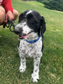 Lana -  Australian Shepherd and Poodle Dog for Adoption in Boardman, Ohio - Lana | PetCurious