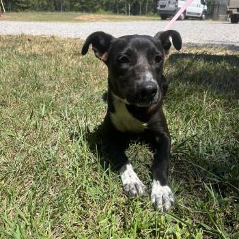 Willow -  Black Labrador Retriever Dog for Adoption in Clanton, Alabama - Willow | PetCurious