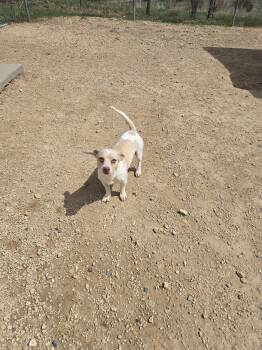 Terrier Dogs Available for Adoption in Maquoketa, Iowa - Lester | PetCurious