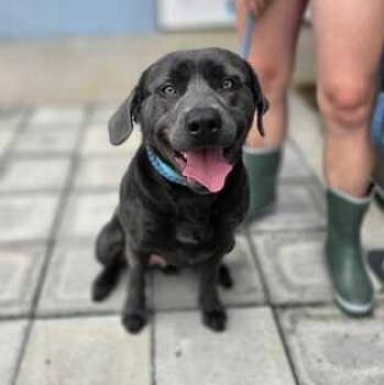 CHORIZO -  Mixed Breed Dog for Adoption in Fernandina Beach, Florida - CHORIZO | PetCurious