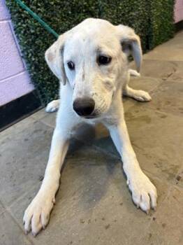 German Shepherd Dog and Mixed Breed Dogs Available for Adoption - 60543513 | PetCurious