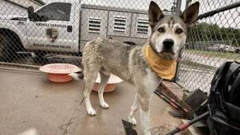 Husky and Mixed Breed Dogs Available for Adoption in Balch Springs, Texas - Kingston | PetCurious