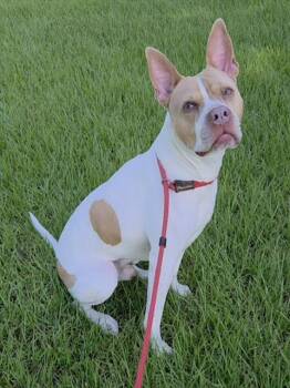 HEATH -  Pit Bull Terrier and Boxer Dog for Adoption in Fort Lauderdale, Florida - HEATH | PetCurious