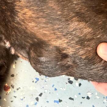 TUSC-Stray-85182 -  Pit Bull Terrier Dog for Adoption in Tuscaloosa, Alabama - TUSC-Stray-85182 | PetCurious