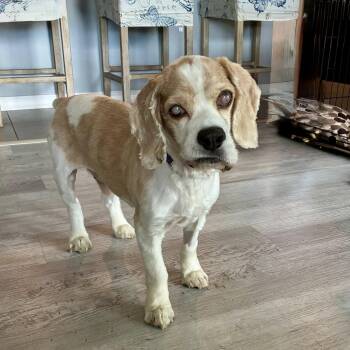 Rescue Cocker Spaniel Dogs for Adoption in Cape Coral, Florida - Waffles | PetCurious