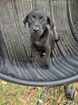 Rescue Labrador Retriever and Terrier Dogs for Adoption in Barnhart, Missouri - Vanellope | PetCurious