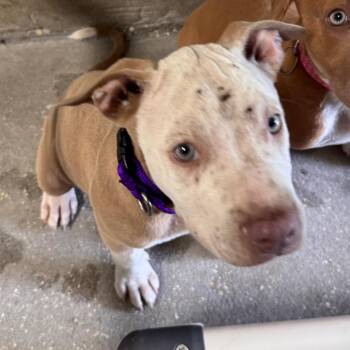 Skarlet -  Terrier Dog for Adoption in Clearwater, Florida - Skarlet | PetCurious