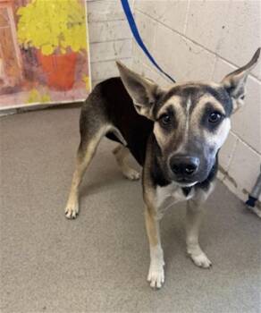 BARTHOLOMEW -  German Shepherd Dog and Siberian Husky Dog for Adoption in San Bernardino, California - BARTHOLOMEW | PetCurious