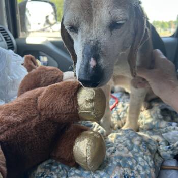 Cody -  Beagle Dog Available for Adoption in Stafford, Virginia - Cody | PetCurious