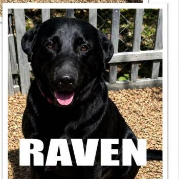 Raven -  Black Labrador Retriever and Mixed Breed Dog for Adoption - Raven | PetCurious
