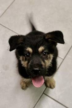Torrent -  Terrier Dog for Adoption in Tucson, Arizona - Torrent | PetCurious
