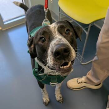 Ruffin -  Border Collie and Mixed Breed Dog for Adoption in Greensboro, North Carolina - Ruffin | PetCurious