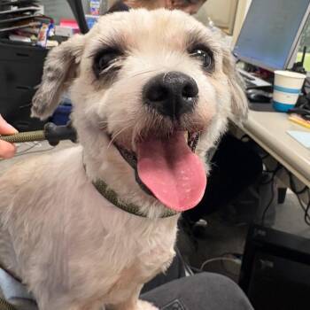 Leisle -  Mixed Breed Dog for Adoption in Philadelphia, Pennsylvania - Leisle | PetCurious