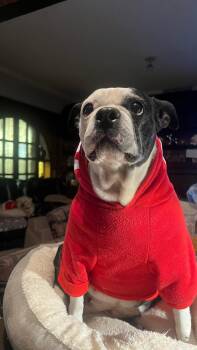 Rescue Boston Terrier Dogs for Adoption in Rancho Santa Fe, California - Sandy | PetCurious