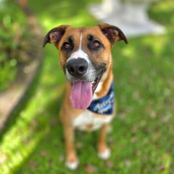 Mixed Breed Dogs Available for Adoption in Port Charlotte, Florida - Arlo | PetCurious