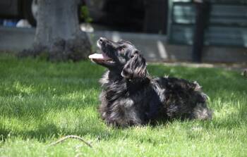 Skippy -  Shepherd Dog for Adoption in Salmon, Idaho - Skippy | PetCurious