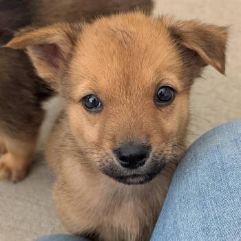 Kiwi -  Mixed Breed Dog for Adoption in Fenton, Michigan - Kiwi | PetCurious